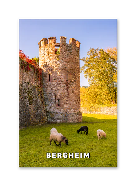 Sheep Grazing Beneath Bergheim’s Medieval Walls