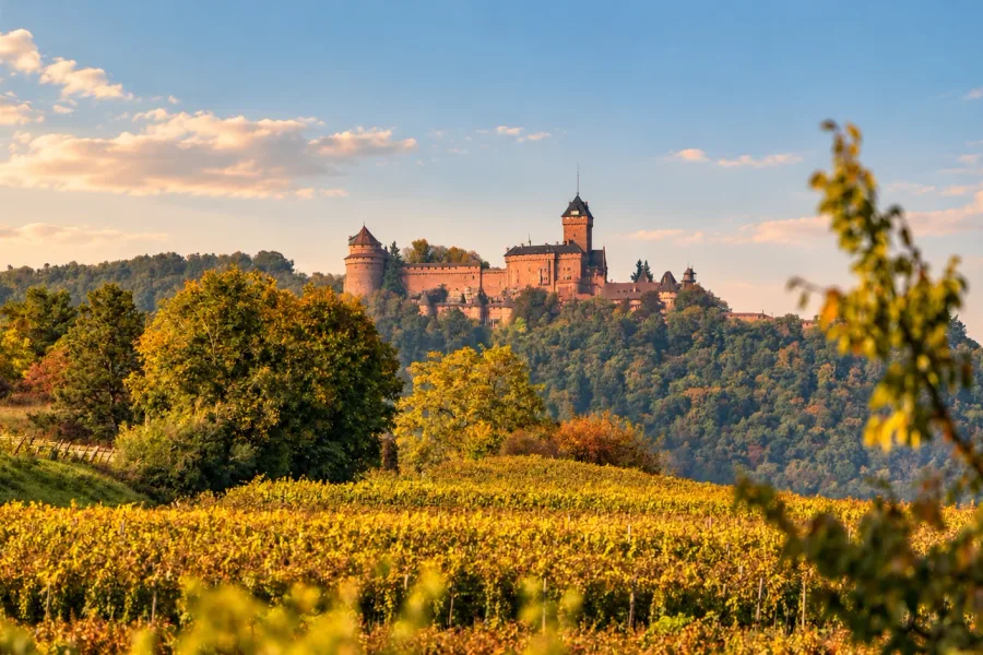 Haut-Koenigsbourg Castle overlooking wooded hills and vineyards in autumn colors, Alsace, France.